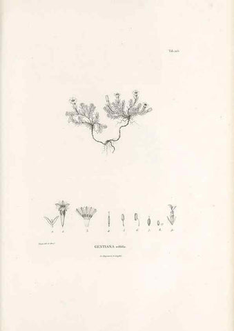 Reproducción/Reproduction 49521025228: Nova genera et species plantarum :. Antverpiae :Ex officina Christophori Plantini ...,1576.. 