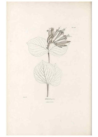 Reproducción/Reproduction 49521025533: Nova genera et species plantarum :. Antverpiae :Ex officina Christophori Plantini ...,1576.. 