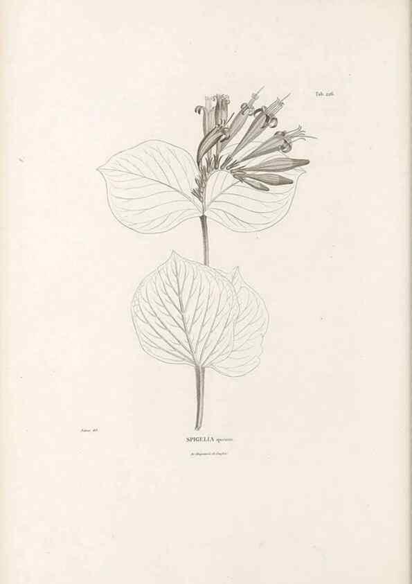 Reproducción/Reproduction 49521025533: Nova genera et species plantarum :. Antverpiae :Ex officina Christophori Plantini ...,1576.. 