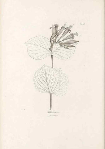 Reproducción/Reproduction 49521025533: Nova genera et species plantarum :. Antverpiae :Ex officina Christophori Plantini ...,1576.. 