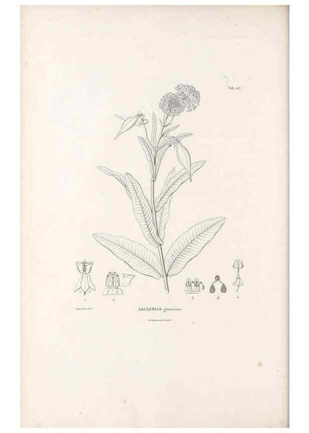 Reproducción/Reproduction 49521550441: Nova genera et species plantarum :. Antverpiae :Ex officina Christophori Plantini ...,1576.. 