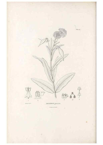 Reproducción/Reproduction 49521550441: Nova genera et species plantarum :. Antverpiae :Ex officina Christophori Plantini ...,1576.. 