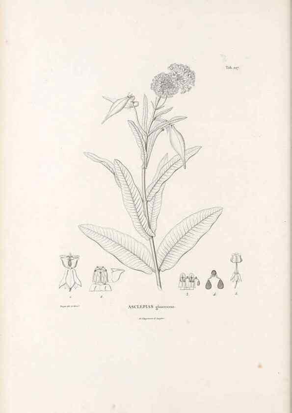 Reproducción/Reproduction 49521550441: Nova genera et species plantarum :. Antverpiae :Ex officina Christophori Plantini ...,1576.. 