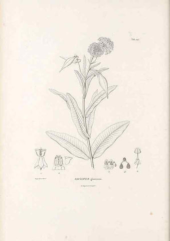 Reproducción/Reproduction 49521550441: Nova genera et species plantarum :. Antverpiae :Ex officina Christophori Plantini ...,1576.. 
