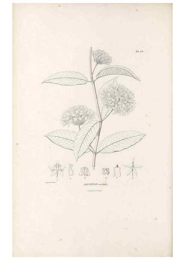 Reproducción/Reproduction 49521550786: Nova genera et species plantarum :. Antverpiae :Ex officina Christophori Plantini ...,1576.. 