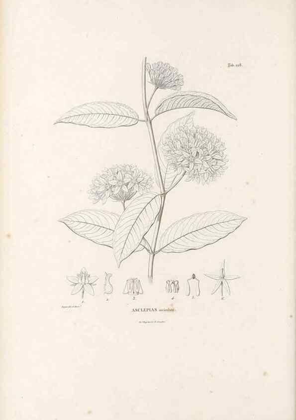 Reproducción/Reproduction 49521550786: Nova genera et species plantarum :. Antverpiae :Ex officina Christophori Plantini ...,1576.. 