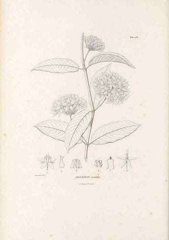 Reproducción/Reproduction 49521550786: Nova genera et species plantarum :. Antverpiae :Ex officina Christophori Plantini ...,1576.. 