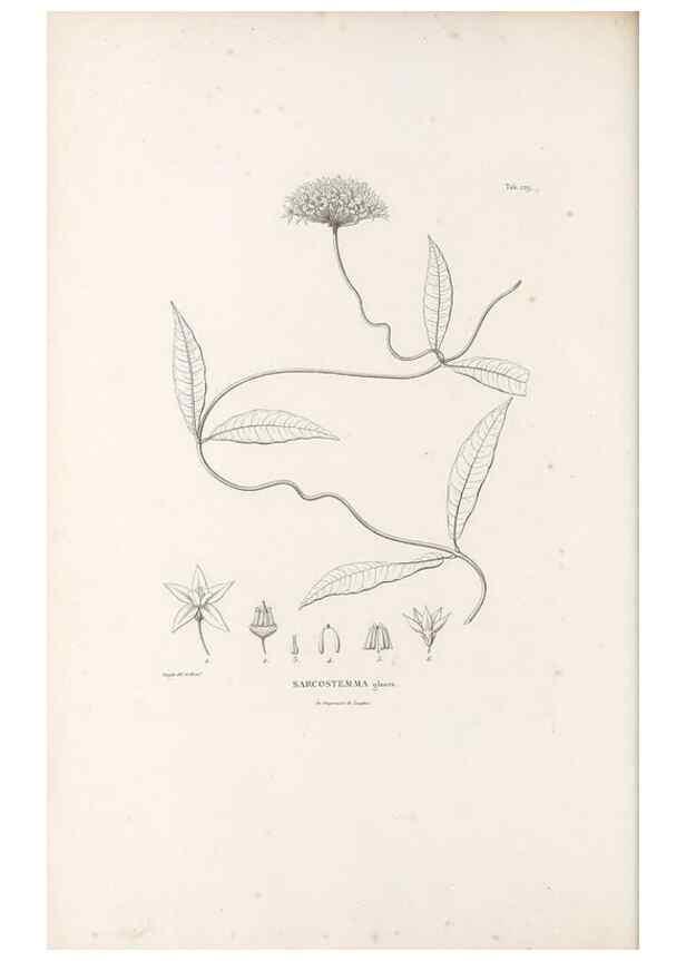 Reproducción/Reproduction 49521761497: Nova genera et species plantarum :. Antverpiae :Ex officina Christophori Plantini ...,1576.. 