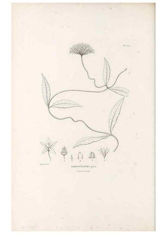 Reproducción/Reproduction 49521761497: Nova genera et species plantarum :. Antverpiae :Ex officina Christophori Plantini ...,1576.. 