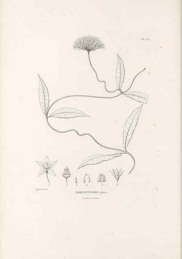 Reproducción/Reproduction 49521761497: Nova genera et species plantarum :. Antverpiae :Ex officina Christophori Plantini ...,1576.. 