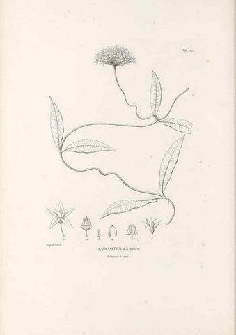 Reproducción/Reproduction 49521761497: Nova genera et species plantarum :. Antverpiae :Ex officina Christophori Plantini ...,1576.. 