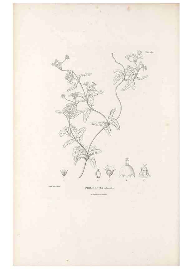 Reproducción/Reproduction 49521761777: Nova genera et species plantarum :. Antverpiae :Ex officina Christophori Plantini ...,1576.. 