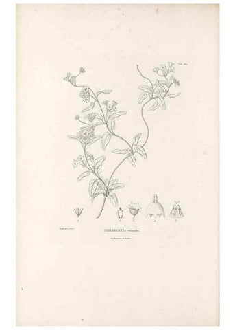 Reproducción/Reproduction 49521761777: Nova genera et species plantarum :. Antverpiae :Ex officina Christophori Plantini ...,1576.. 