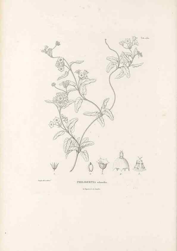 Reproducción/Reproduction 49521761777: Nova genera et species plantarum :. Antverpiae :Ex officina Christophori Plantini ...,1576.. 