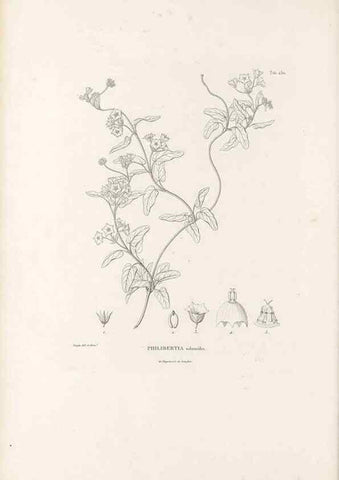 Reproducción/Reproduction 49521761777: Nova genera et species plantarum :. Antverpiae :Ex officina Christophori Plantini ...,1576.. 