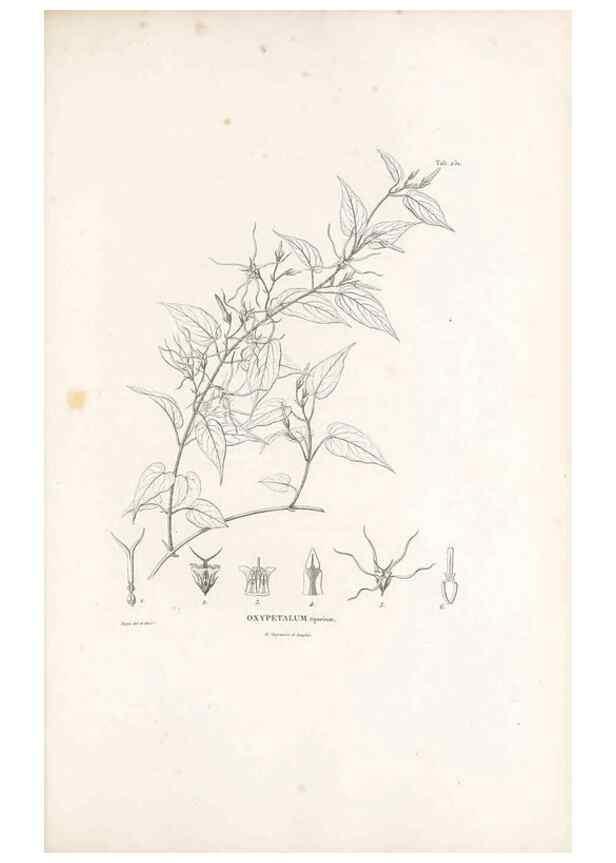 Reproducción/Reproduction 49521762042: Nova genera et species plantarum :. Antverpiae :Ex officina Christophori Plantini ...,1576.. 
