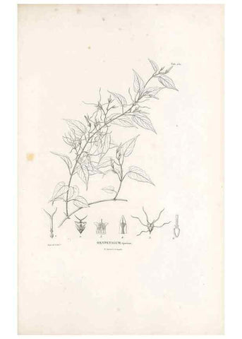 Reproducción/Reproduction 49521762042: Nova genera et species plantarum :. Antverpiae :Ex officina Christophori Plantini ...,1576.. 