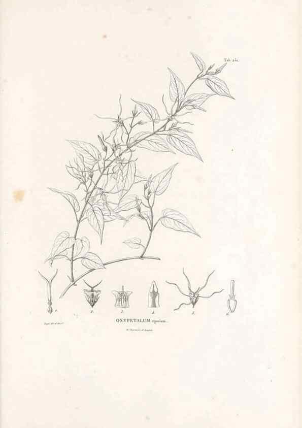 Reproducción/Reproduction 49521762042: Nova genera et species plantarum :. Antverpiae :Ex officina Christophori Plantini ...,1576.. 