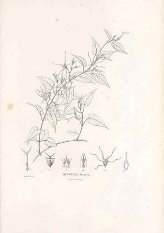 Reproducción/Reproduction 49521762042: Nova genera et species plantarum :. Antverpiae :Ex officina Christophori Plantini ...,1576.. 