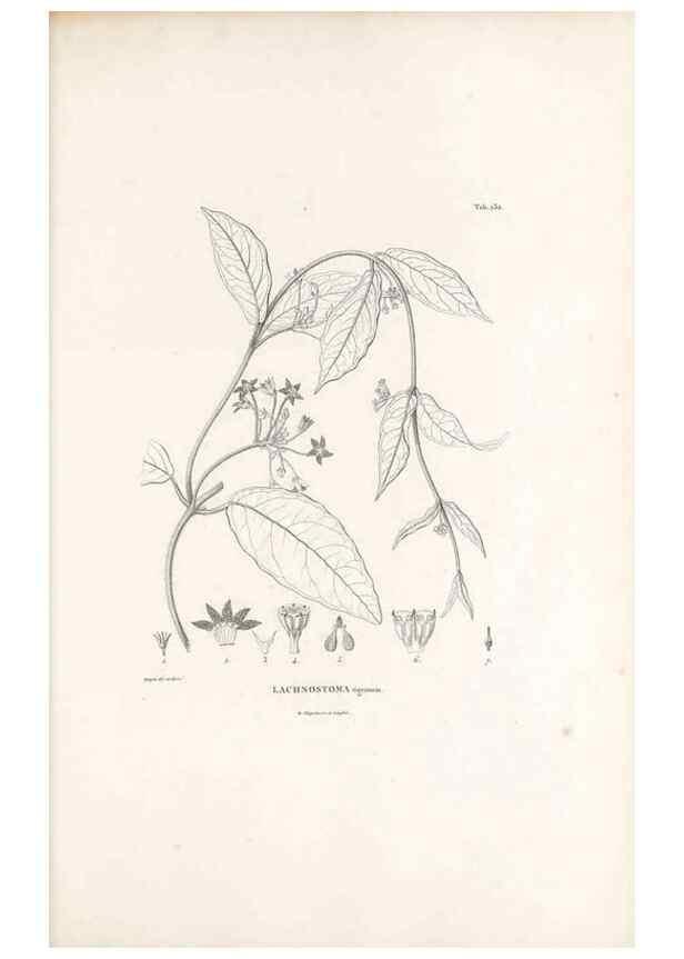 Reproducción/Reproduction 49521551896: Nova genera et species plantarum :. Antverpiae :Ex officina Christophori Plantini ...,1576.. 