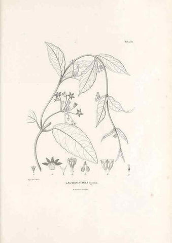 Reproducción/Reproduction 49521551896: Nova genera et species plantarum :. Antverpiae :Ex officina Christophori Plantini ...,1576.. 