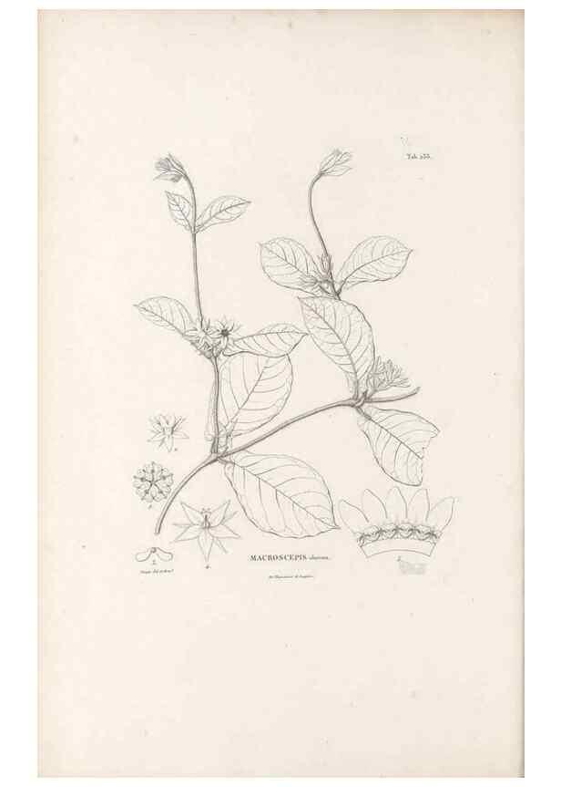 Reproducción/Reproduction 49521762522: Nova genera et species plantarum :. Antverpiae :Ex officina Christophori Plantini ...,1576.. 