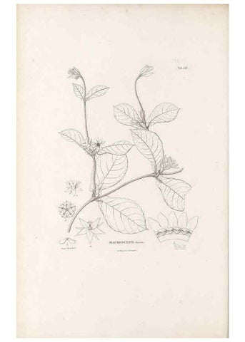 Reproducción/Reproduction 49521762522: Nova genera et species plantarum :. Antverpiae :Ex officina Christophori Plantini ...,1576.. 