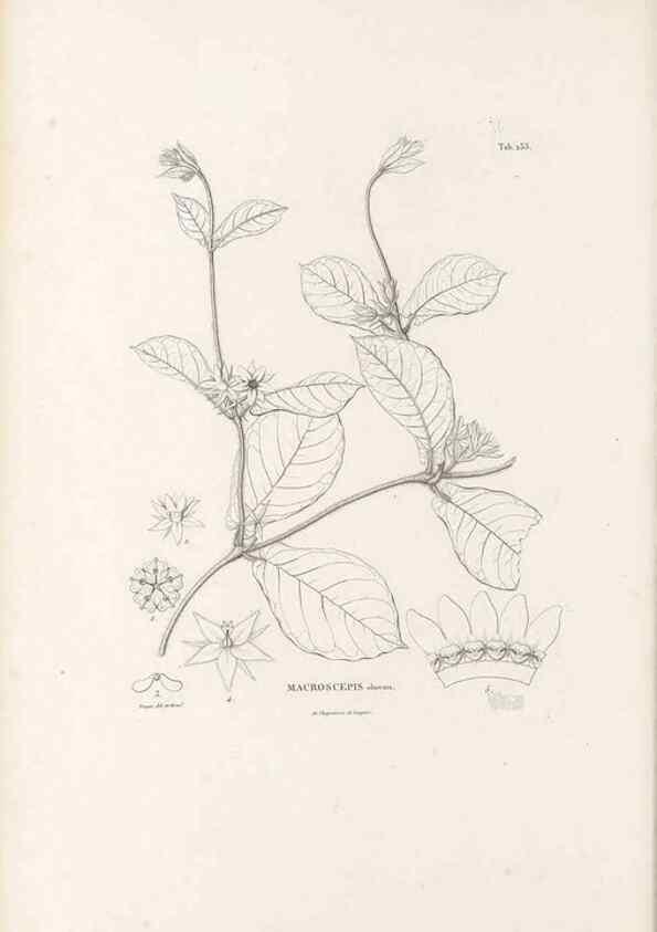 Reproducción/Reproduction 49521762522: Nova genera et species plantarum :. Antverpiae :Ex officina Christophori Plantini ...,1576.. 