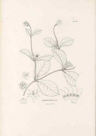 Reproducción/Reproduction 49521762522: Nova genera et species plantarum :. Antverpiae :Ex officina Christophori Plantini ...,1576.. 