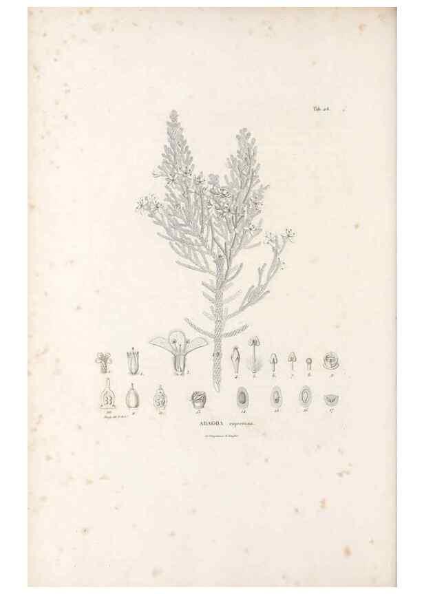 Reproducción/Reproduction 49521758477: Nova genera et species plantarum :. Antverpiae :Ex officina Christophori Plantini ...,1576.. 