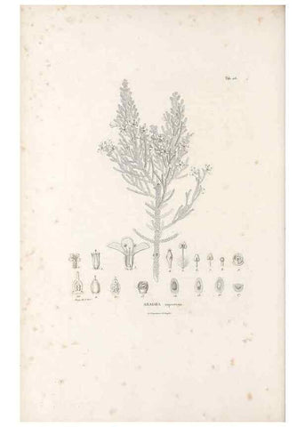 Reproducción/Reproduction 49521758477: Nova genera et species plantarum :. Antverpiae :Ex officina Christophori Plantini ...,1576.. 