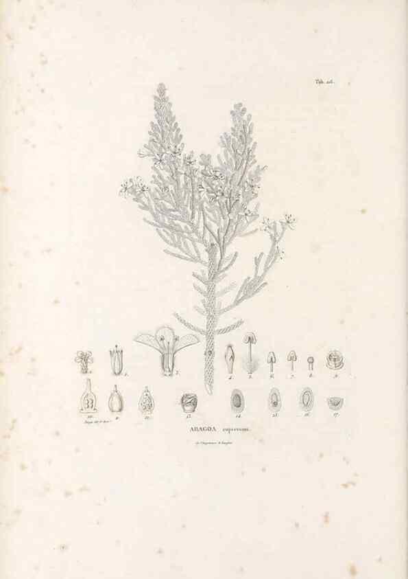 Reproducción/Reproduction 49521758477: Nova genera et species plantarum :. Antverpiae :Ex officina Christophori Plantini ...,1576.. 