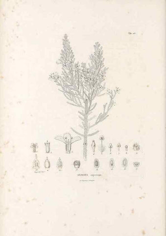 Reproducción/Reproduction 49521758477: Nova genera et species plantarum :. Antverpiae :Ex officina Christophori Plantini ...,1576.. 