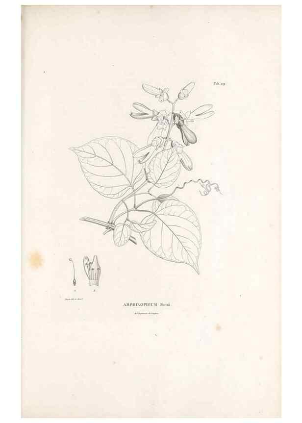 Reproducción/Reproduction 49521022873: Nova genera et species plantarum :. Antverpiae :Ex officina Christophori Plantini ...,1576.. 
