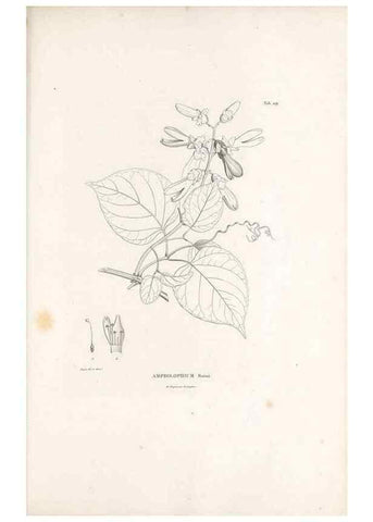 Reproducción/Reproduction 49521022873: Nova genera et species plantarum :. Antverpiae :Ex officina Christophori Plantini ...,1576.. 