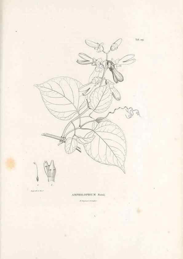 Reproducción/Reproduction 49521022873: Nova genera et species plantarum :. Antverpiae :Ex officina Christophori Plantini ...,1576.. 