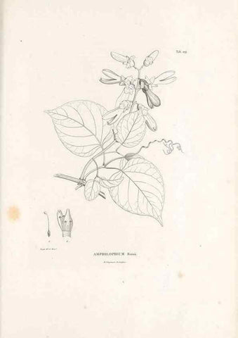 Reproducción/Reproduction 49521022873: Nova genera et species plantarum :. Antverpiae :Ex officina Christophori Plantini ...,1576.. 