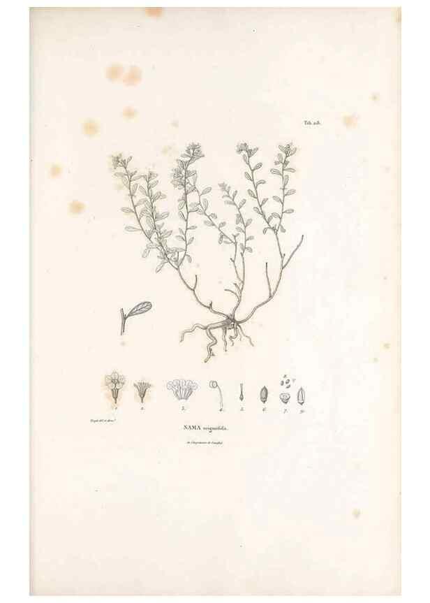 Reproducción/Reproduction 49521757927: Nova genera et species plantarum :. Antverpiae :Ex officina Christophori Plantini ...,1576.. 
