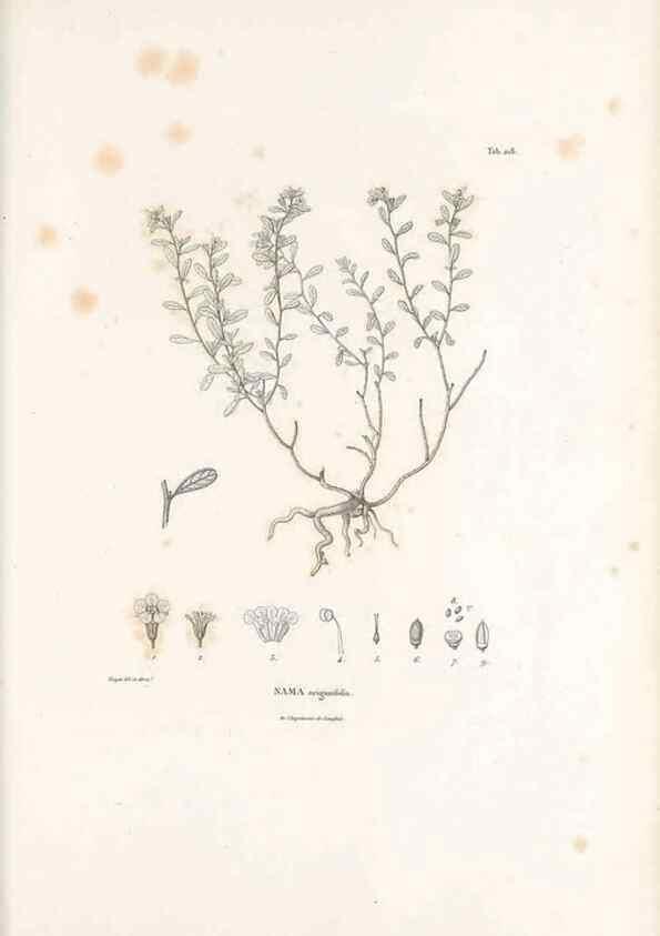 Reproducción/Reproduction 49521757927: Nova genera et species plantarum :. Antverpiae :Ex officina Christophori Plantini ...,1576.. 