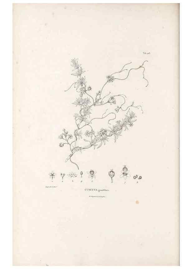 Reproducción/Reproduction 49521547011: Nova genera et species plantarum :. Antverpiae :Ex officina Christophori Plantini ...,1576.. 