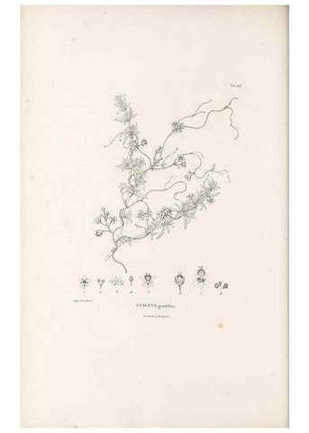 Reproducción/Reproduction 49521547011: Nova genera et species plantarum :. Antverpiae :Ex officina Christophori Plantini ...,1576.. 