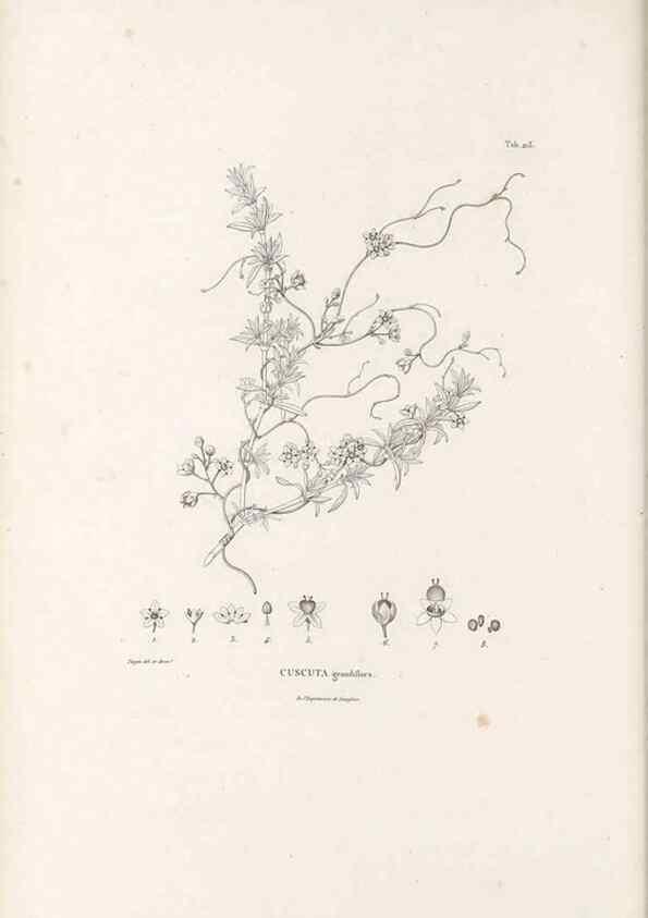 Reproducción/Reproduction 49521547011: Nova genera et species plantarum :. Antverpiae :Ex officina Christophori Plantini ...,1576.. 