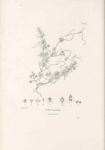 Reproducción/Reproduction 49521547011: Nova genera et species plantarum :. Antverpiae :Ex officina Christophori Plantini ...,1576.. 