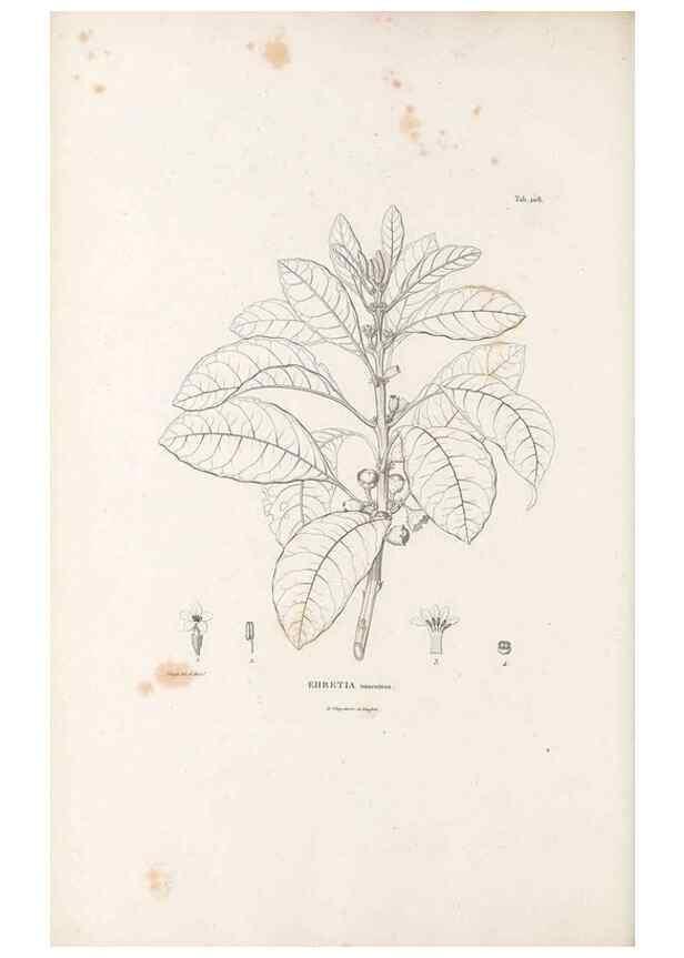 Reproducción/Reproduction 49521541331: Nova genera et species plantarum :. Antverpiae :Ex officina Christophori Plantini ...,1576.. 
