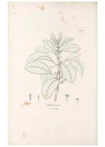 Reproducción/Reproduction 49521541331: Nova genera et species plantarum :. Antverpiae :Ex officina Christophori Plantini ...,1576.. 