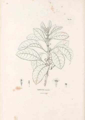 Reproducción/Reproduction 49521541331: Nova genera et species plantarum :. Antverpiae :Ex officina Christophori Plantini ...,1576.. 