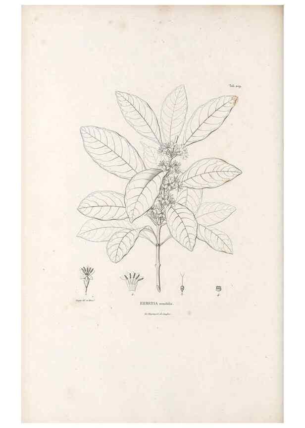Reproducción/Reproduction 49521751992: Nova genera et species plantarum :. Antverpiae :Ex officina Christophori Plantini ...,1576.. 
