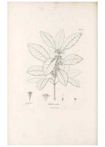 Reproducción/Reproduction 49521751992: Nova genera et species plantarum :. Antverpiae :Ex officina Christophori Plantini ...,1576.. 