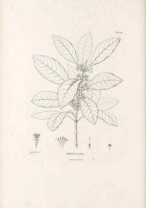 Reproducción/Reproduction 49521751992: Nova genera et species plantarum :. Antverpiae :Ex officina Christophori Plantini ...,1576.. 