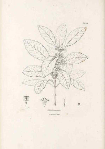 Reproducción/Reproduction 49521751992: Nova genera et species plantarum :. Antverpiae :Ex officina Christophori Plantini ...,1576.. 